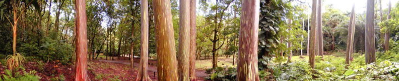 Rainbow Eucalyptus, Keanae Arboretum